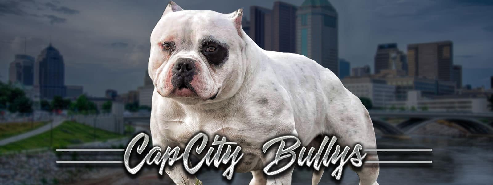 Pocket Bully Ohio