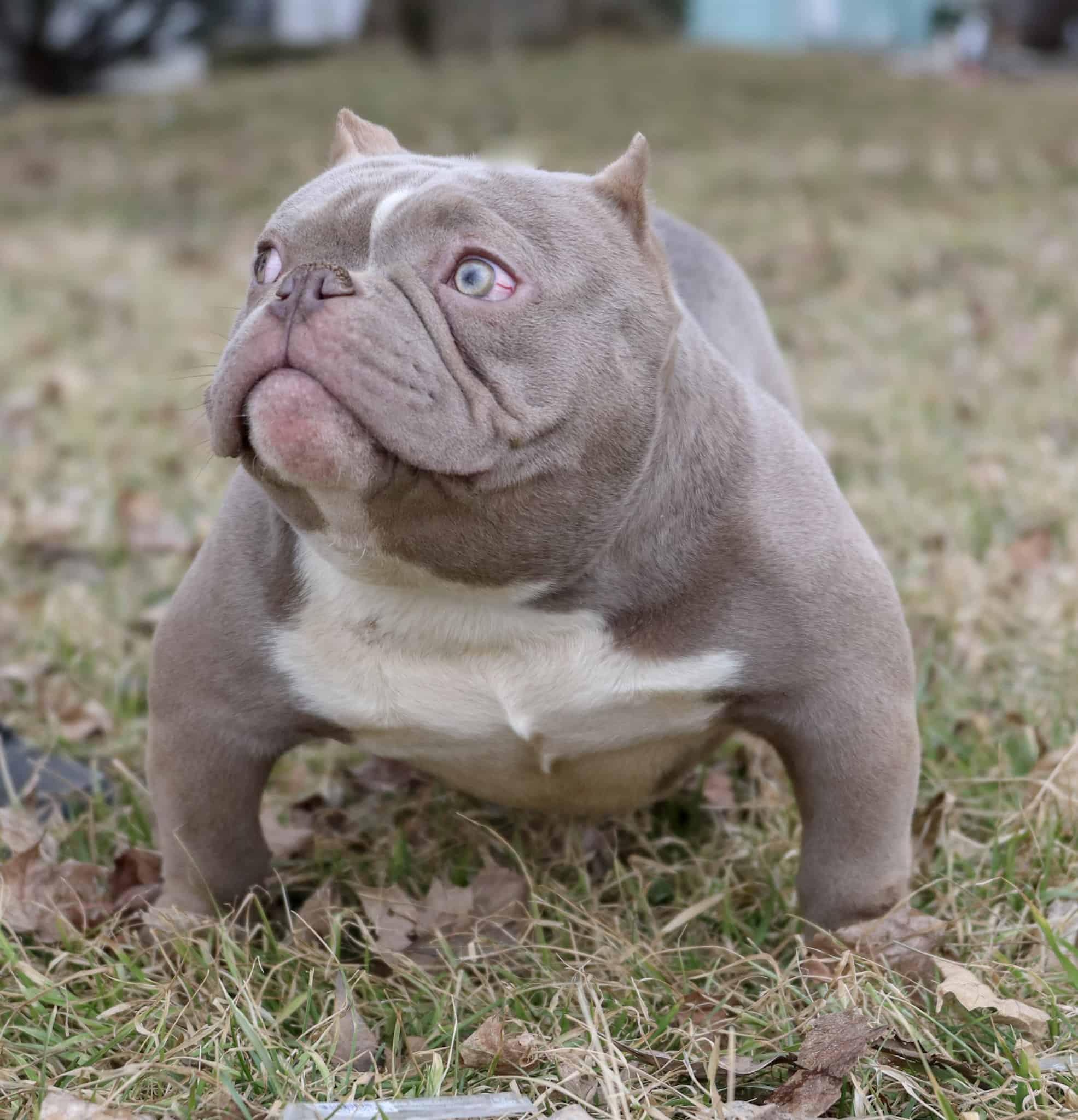 48 Tiny Teacup American Bully For Sale Picture 8K - Bleumoonproductions