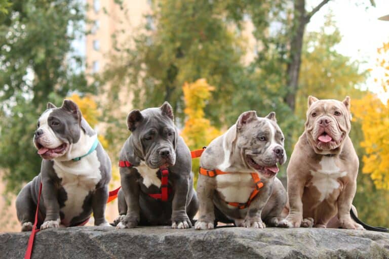 how much does an american bully puppy cost