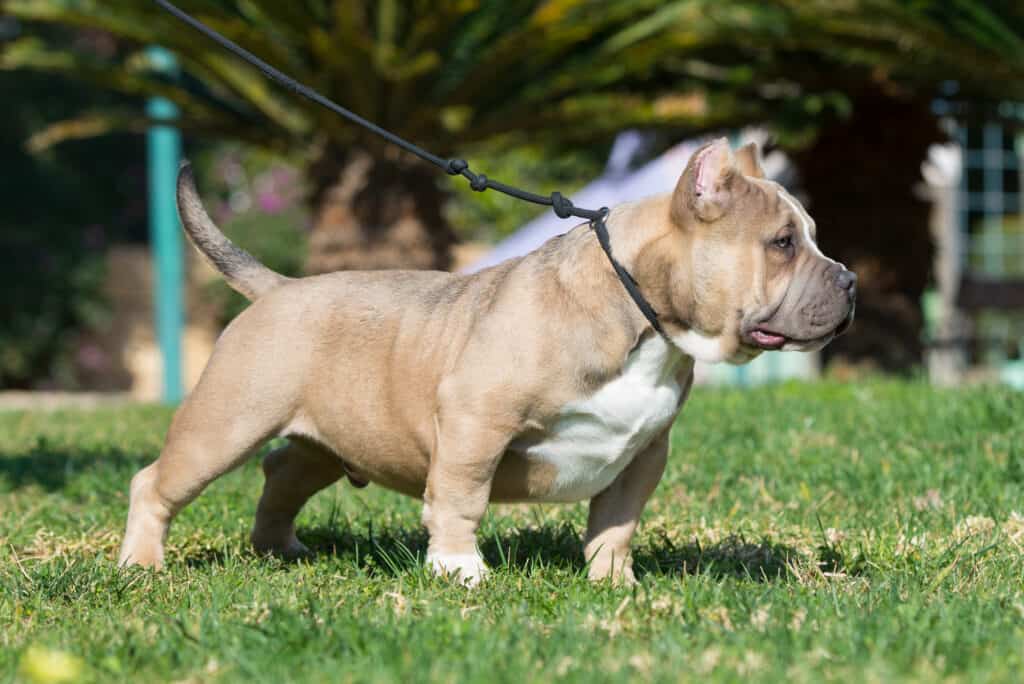 the-history-of-the-american-bully-part-3-how-does-the-breed-act