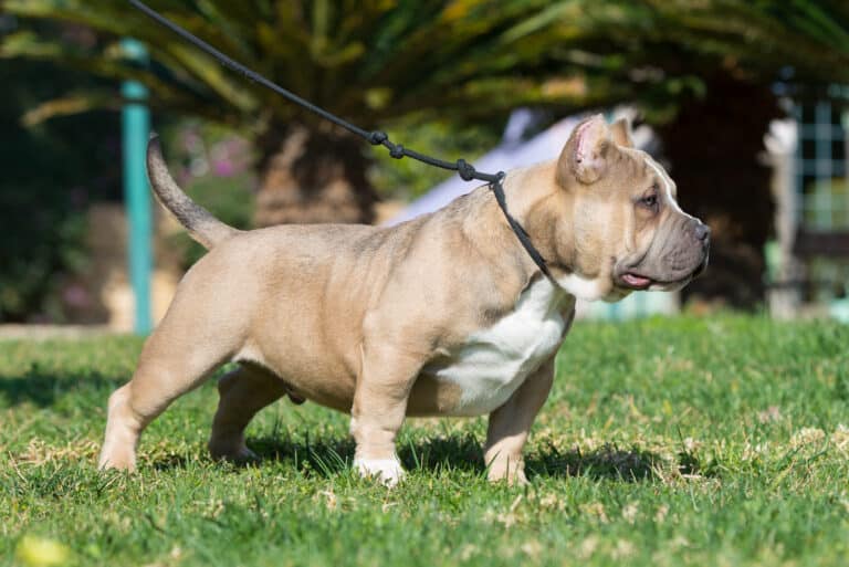 Teacup Micro Bully – Cooper Pet Care