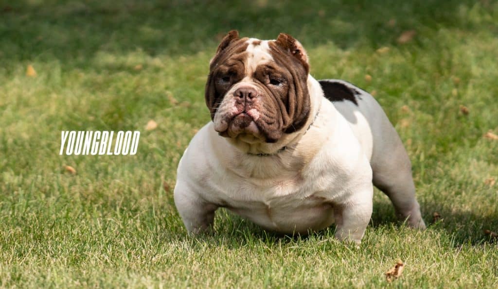Youngblood CapCity Bullys