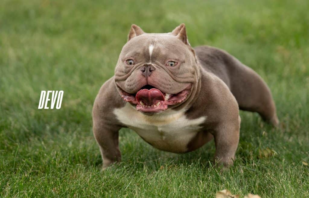 toy bully breeds