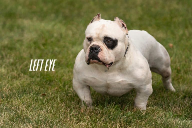 Our Male Pocket American Bullys Left Eye & Machoo