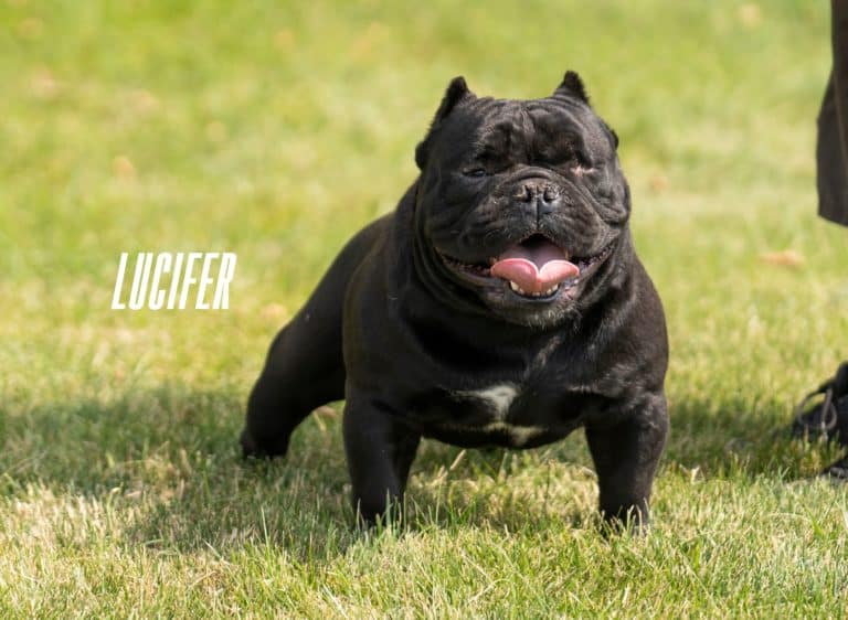 Our Male Pocket American Bullys Left Eye & Machoo