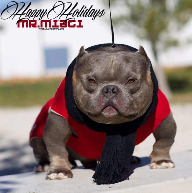 American Bully Mr. Miagi – legendary bloodline foundation dog with extreme compact frame, wide chest, and blocky head