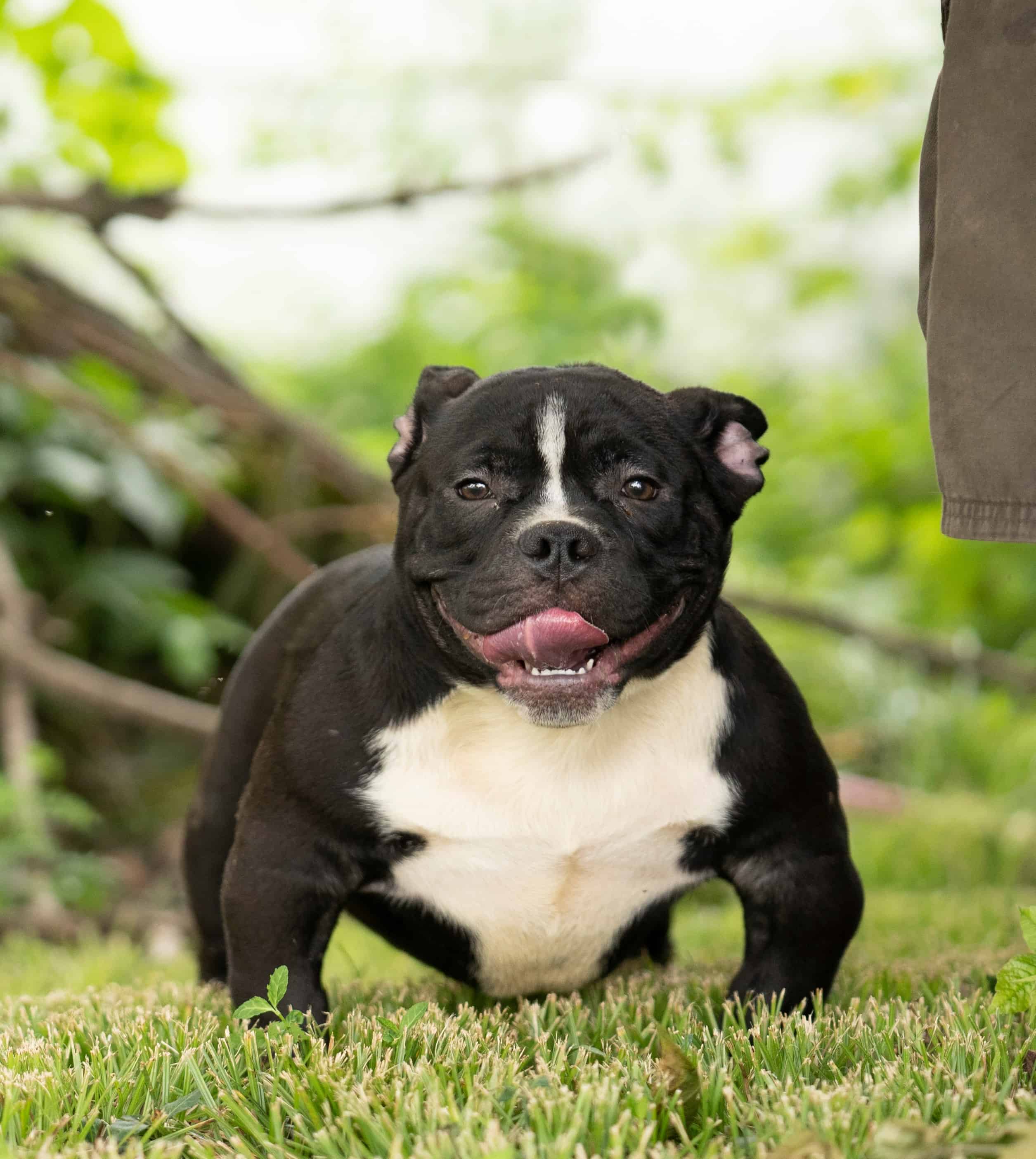 CapCity Bullys, Author at CapCity Bullys