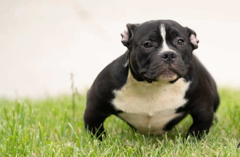 Pocket American Bully Breeder in Columbus, Ohio ABKC & UKC