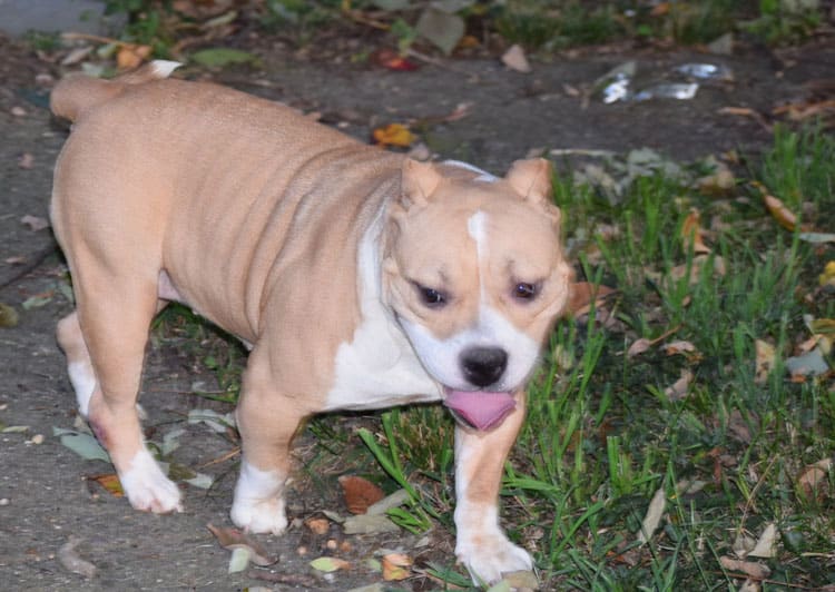 Pocket American Bully Breeder in Columbus, Ohio ABKC & UKC