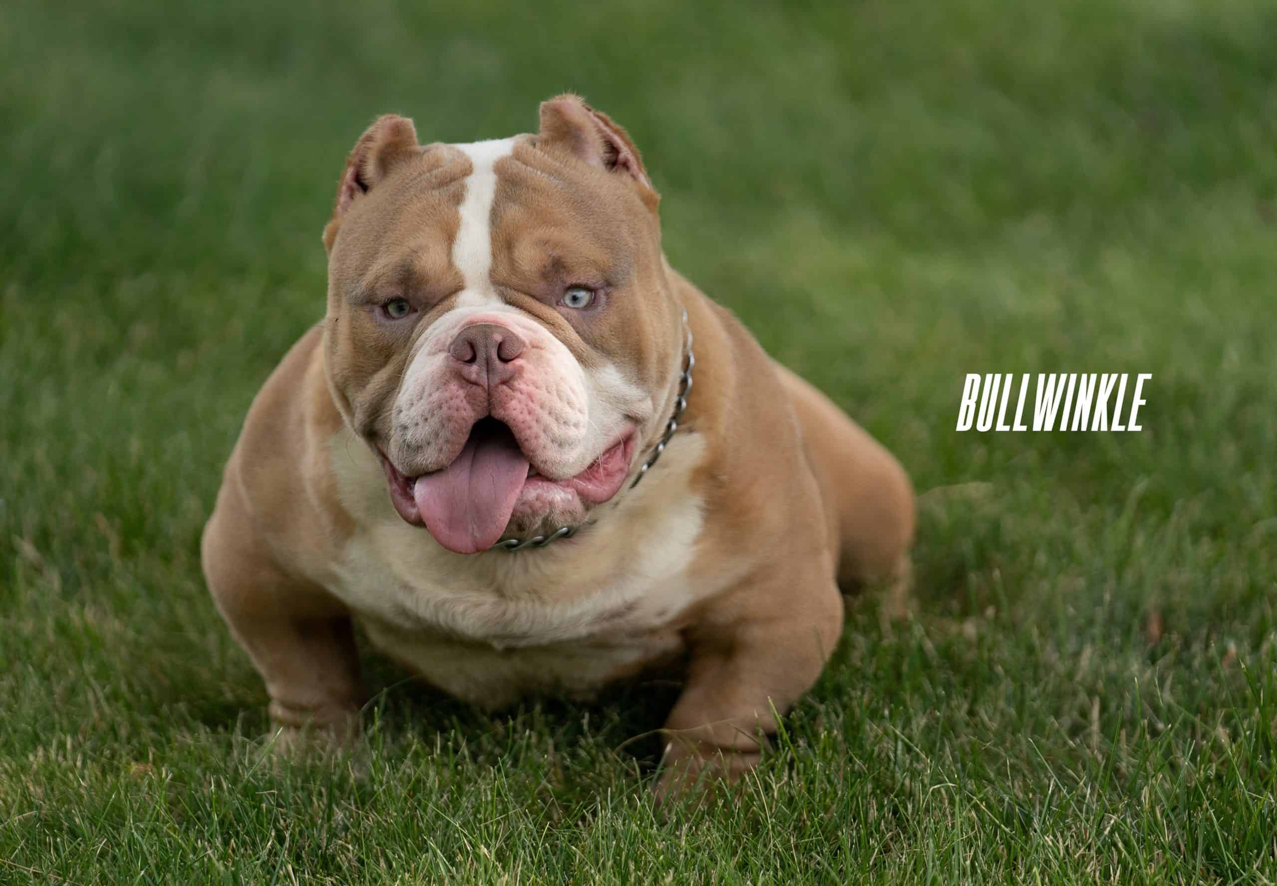 american bully bullwinkle Archives CapCity Bullys