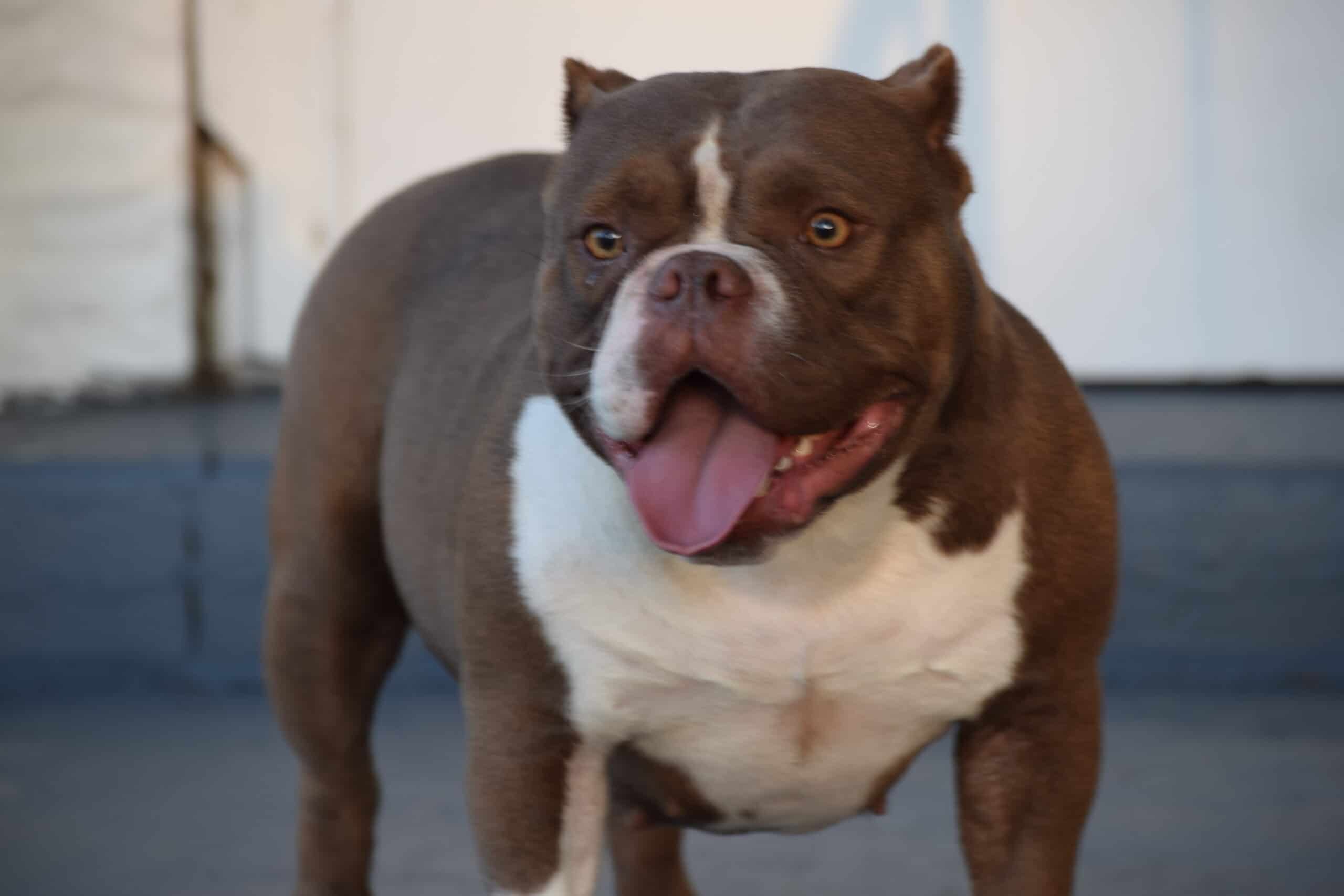 american bully bullwinkle Archives CapCity Bullys