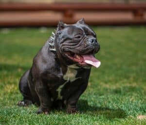 6 Grooming And Skin Care Tips For An American Bully - Capcity Bullys