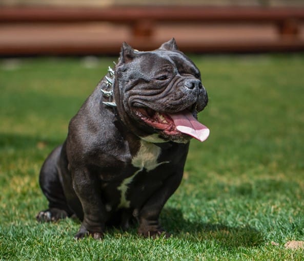 how much does an american bully puppy cost