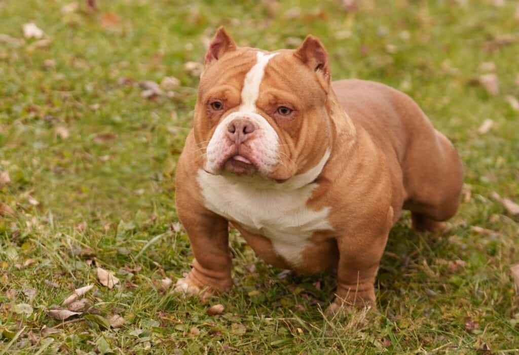 Pocket Bully Breeder Near Me