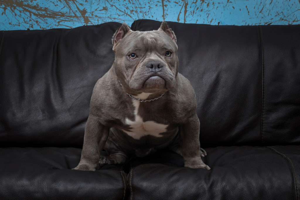 American Bully Temperament & Personality - Pet Hemp Company