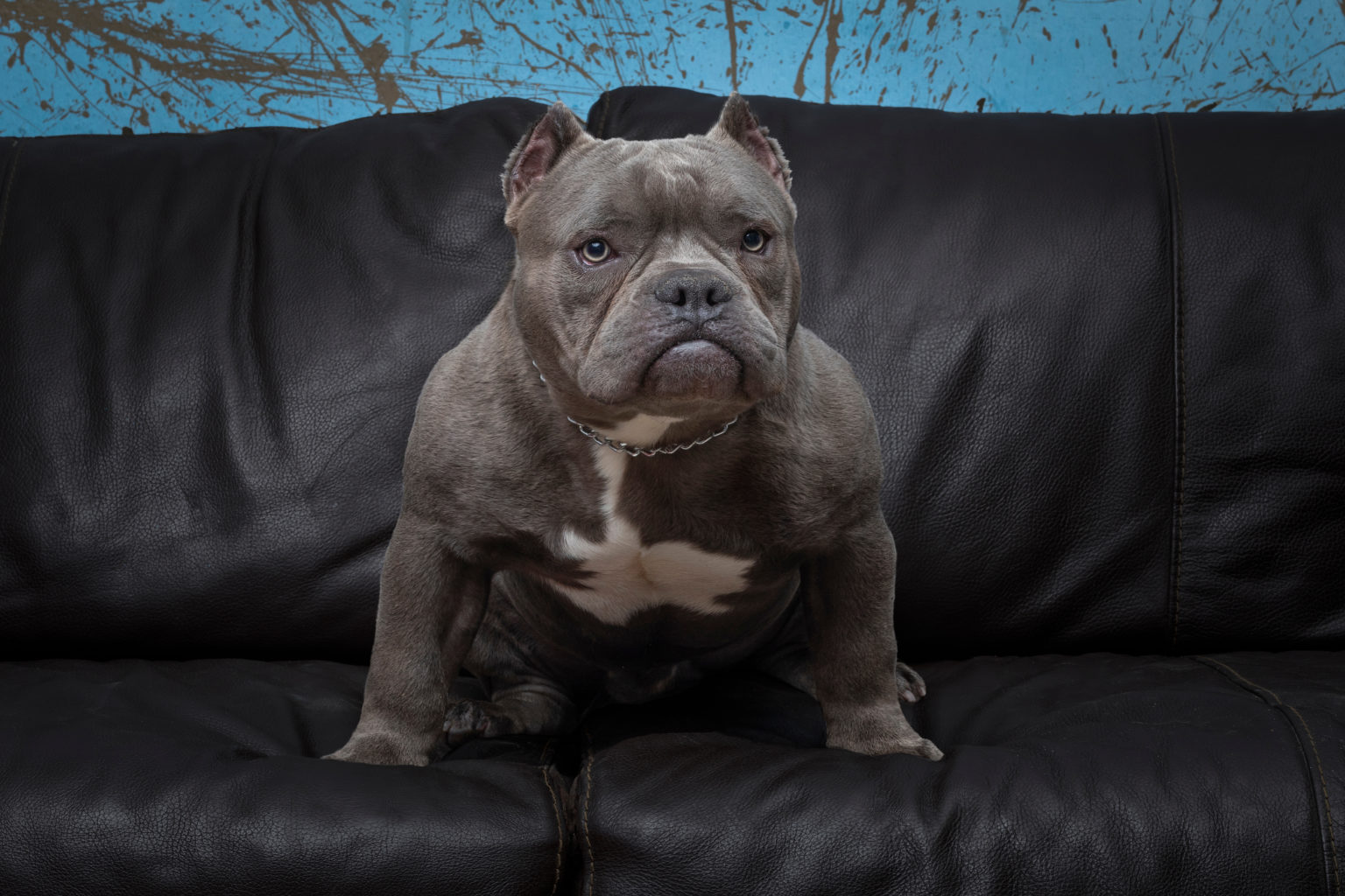 DOG BREEDS IN THE AMERICAN BULLY - TRAITS AND TEMPERAMENT - CapCity Bullys