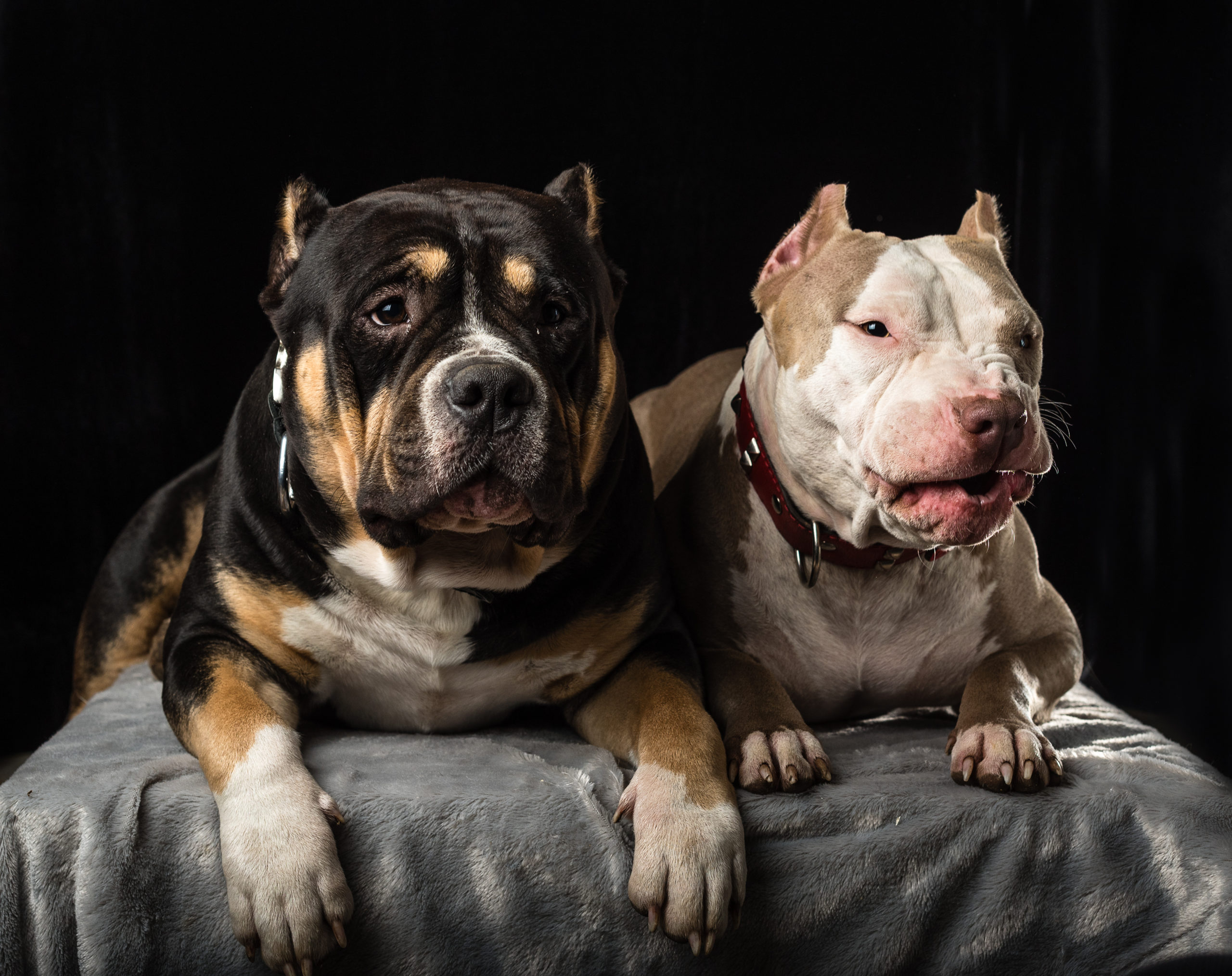 American Bully Temperament & Personality - Pet Hemp Company