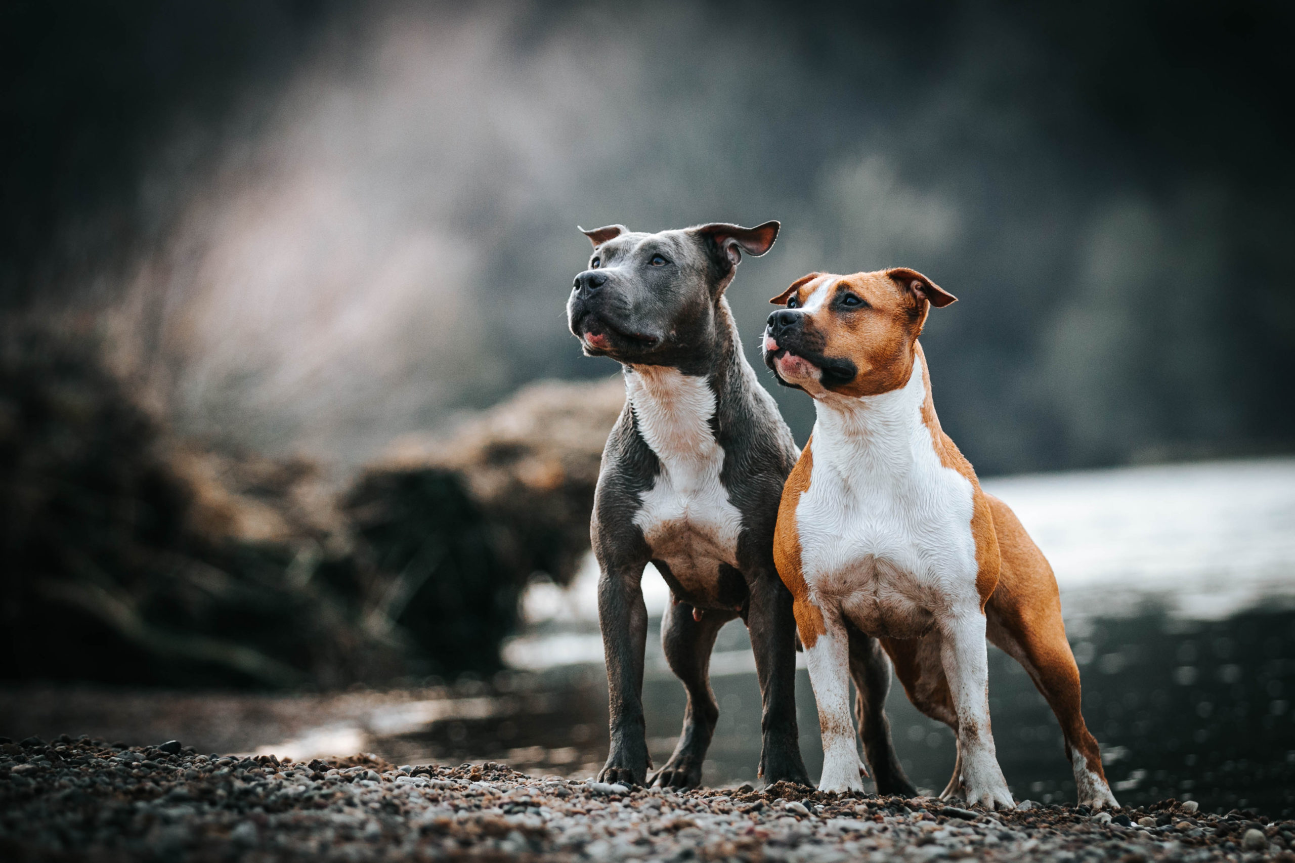 American Bully Temperament & Personality - Pet Hemp Company