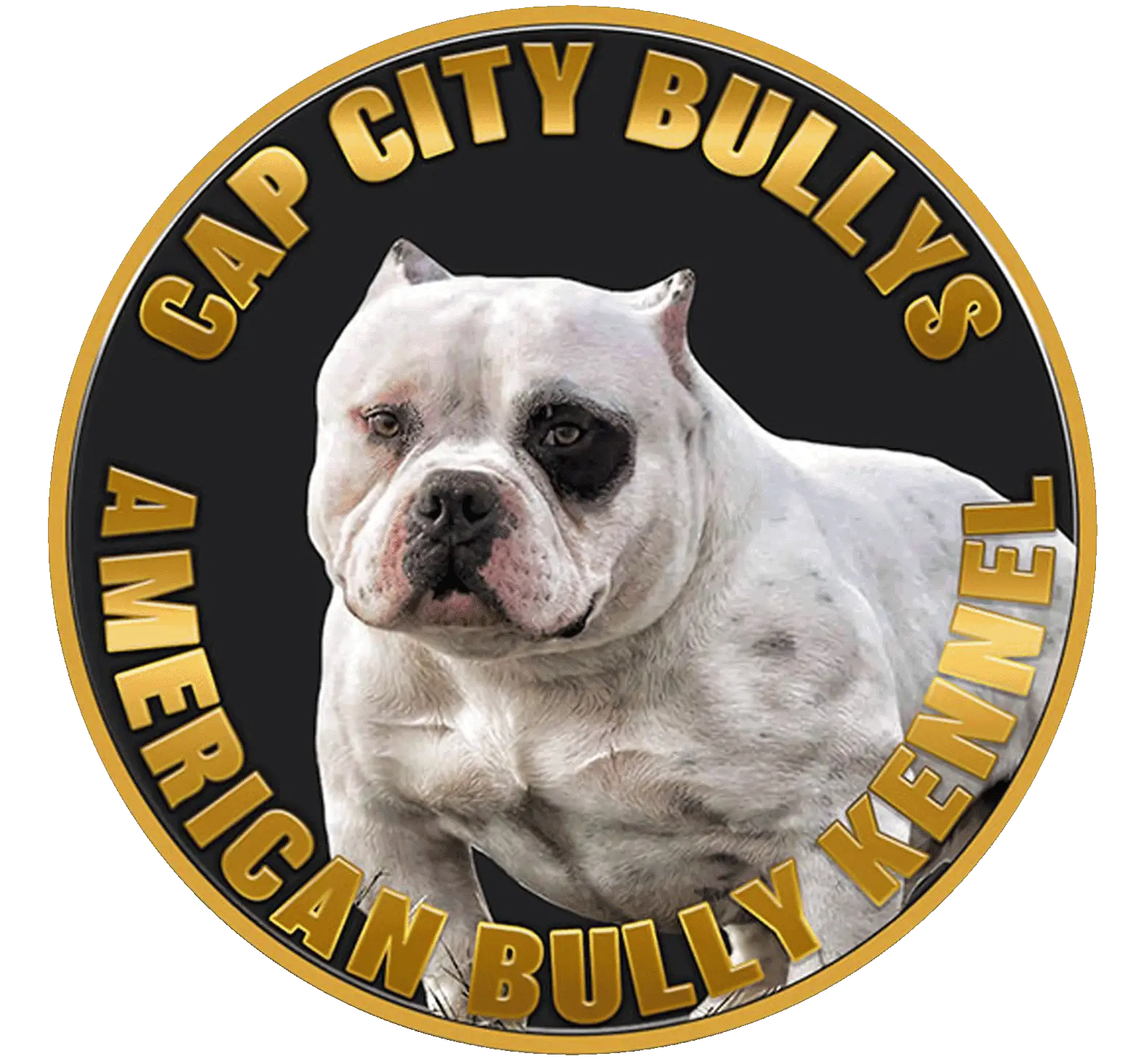 Capcity Bullys