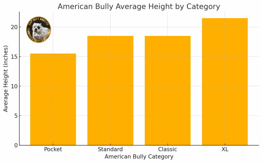 american bully average height chart by cap city bullys