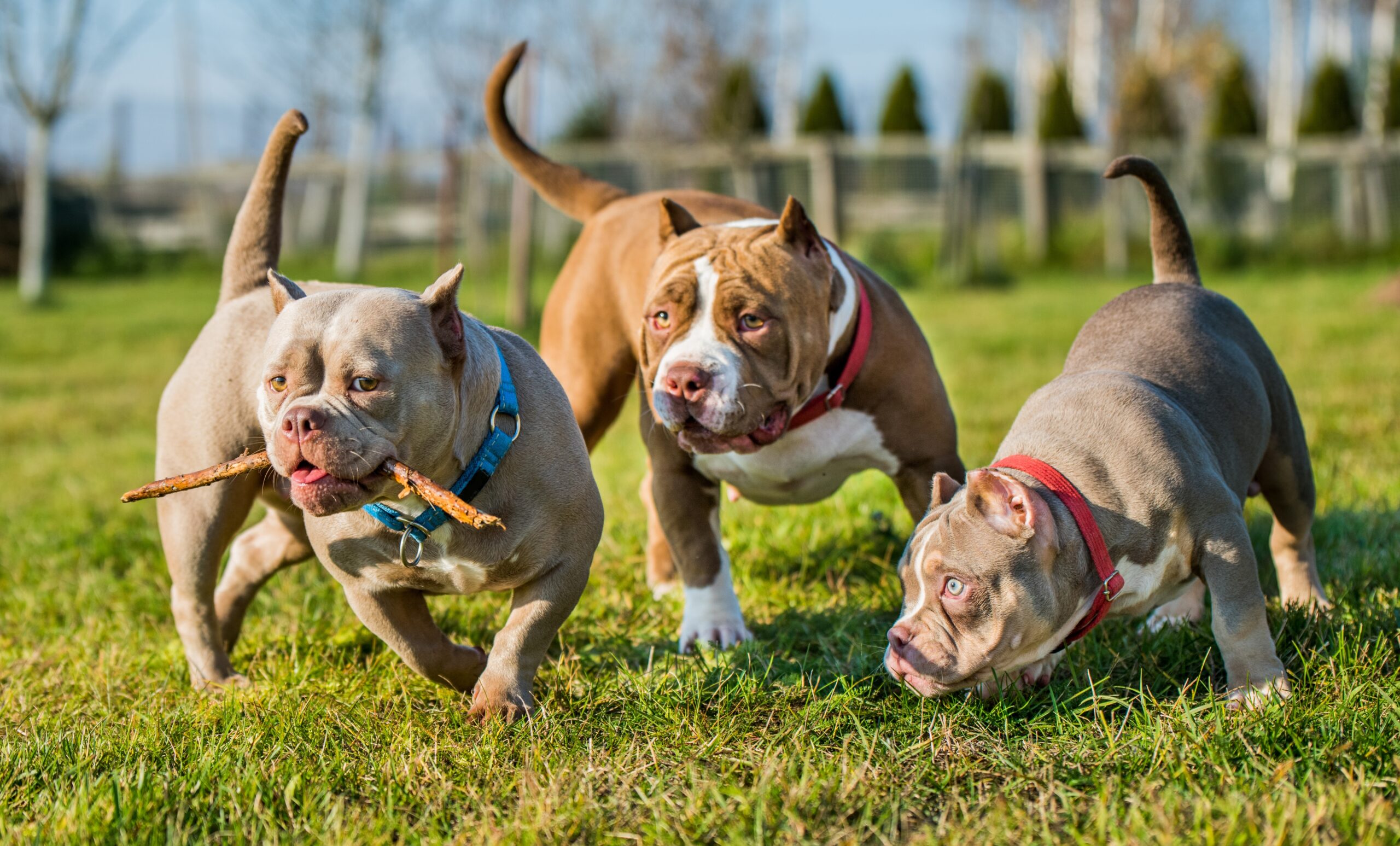 American Bullys Playing in the Sun