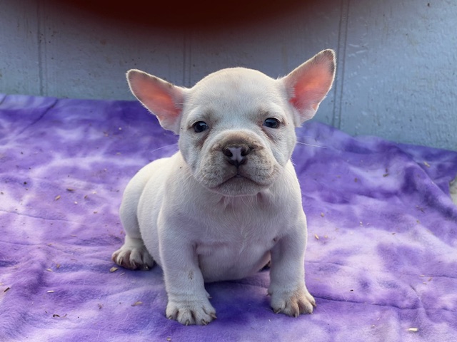 Luna     $3,000.00