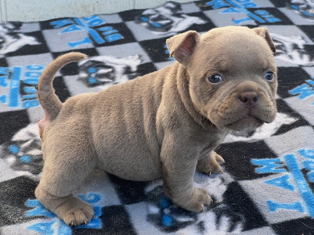 Leia     $4,000.00