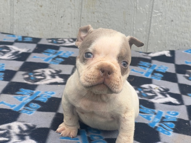 Xena     $4,000.00