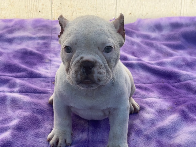 Luna     $3,000.00