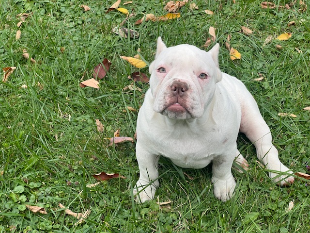 ⚡ Special Offer: Luna Marked Down to $1,400! 🐶