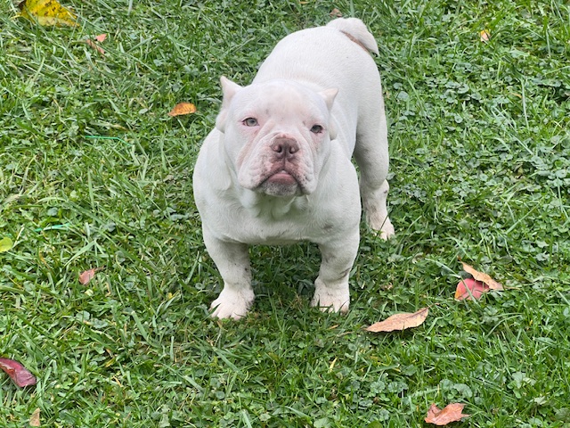 ⚡ Special Offer: Luna Marked Down to $1,400! 🐶