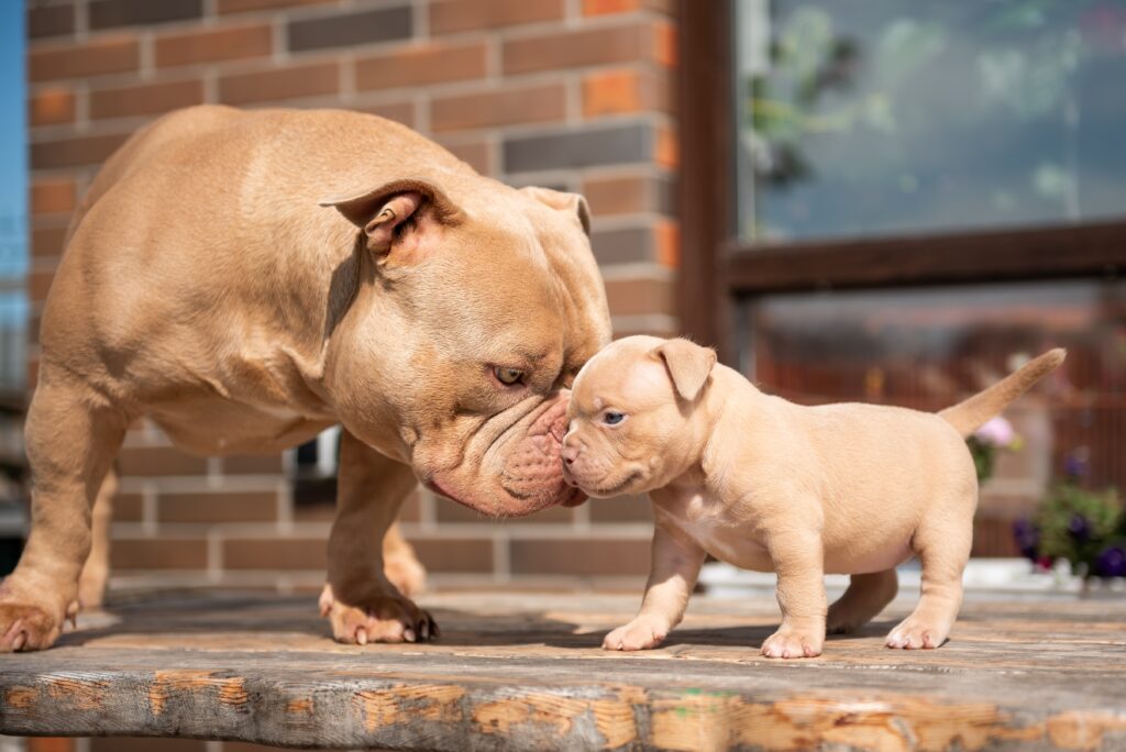 Bully with it's baby