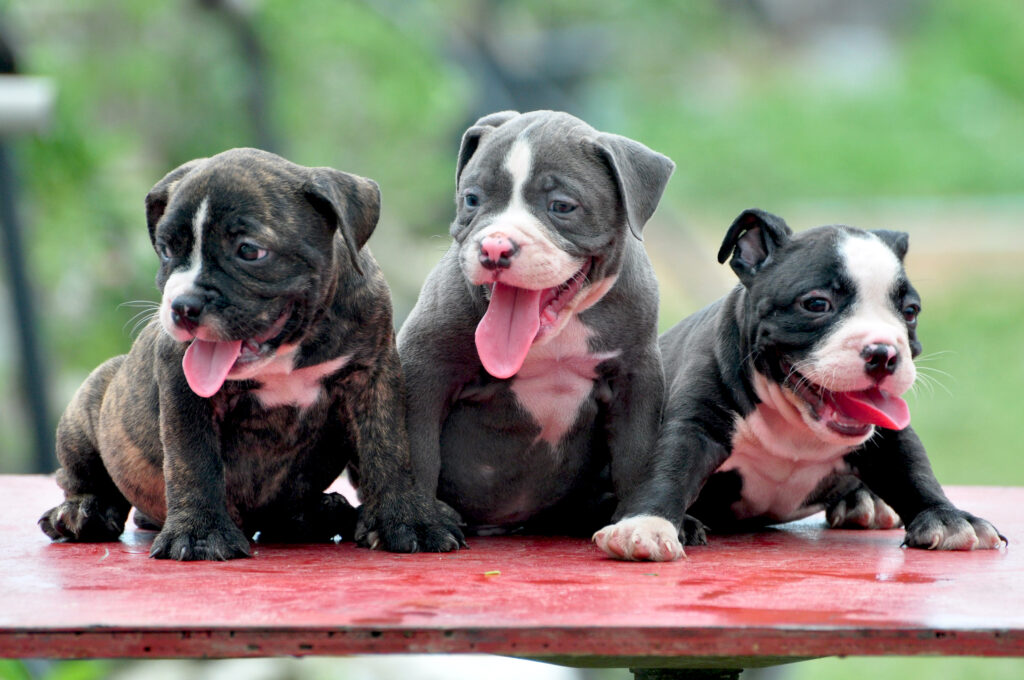 3 bully puppies sitting together