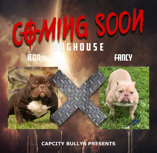 🔥 Icon × Fancy Breeding – Due October 20th, 2025 🔥