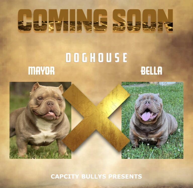 🔥 Mayor × Bella Breeding – Pups Due October 23rd, 2025 🔥