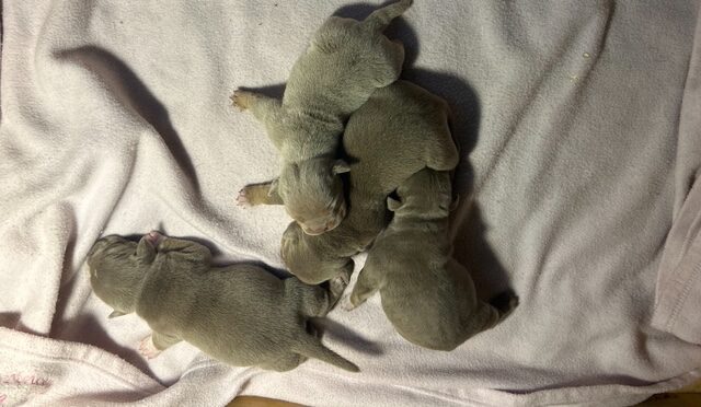 🔥 The Pups Are Here! Mayor × Bella Litter Has Landed at Capcity Bullys – Born October 23rd, 2025 🐾