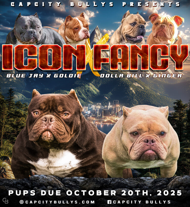 🔥 Icon × Fancy Breeding – Due October 20th, 2025 🔥