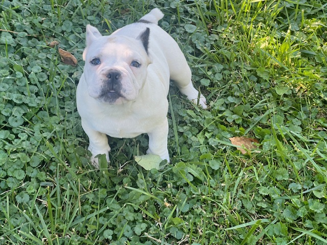 Missy  $1,900.00