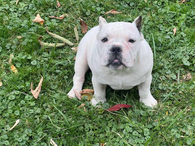 ⚡ Special Offer: Missy Marked Down to $1,400! 🐶