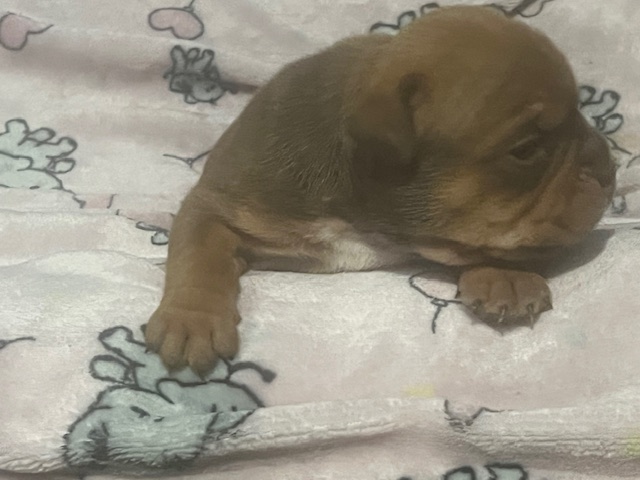 🏆 Tri Micro Female From The – Icon × Mia – Born November 11th 2025