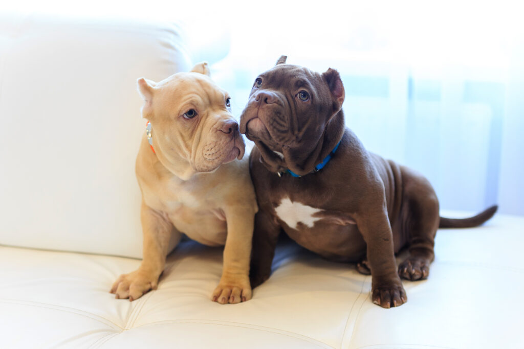 Two American Bully Puppies sitting on a couch | Capcity Bullys