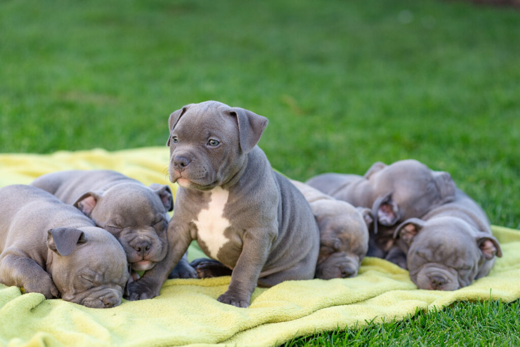American Bully Puppies | Capcity Bullys