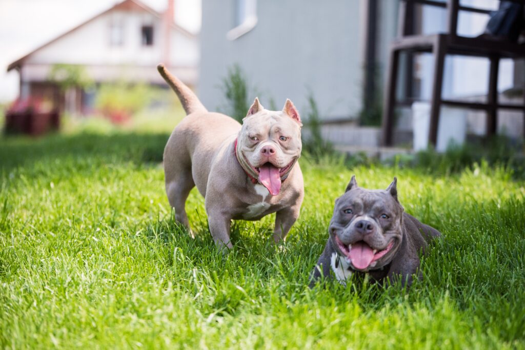American Bullys Smiling | Capcity Bullys