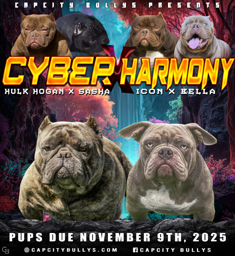 Cyber × Harmony Breeding Announcement – Micro Bully Puppies Due November 9th, 2025