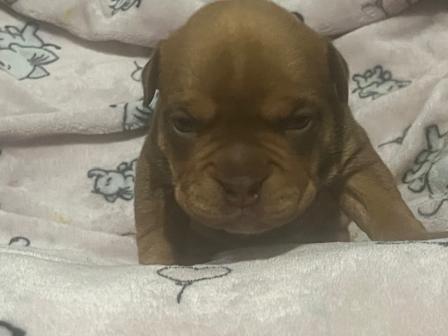 🔥Roxy – Stunning Chocolate Tri Micro Female • $3,000 • Elite Bloodline Quality