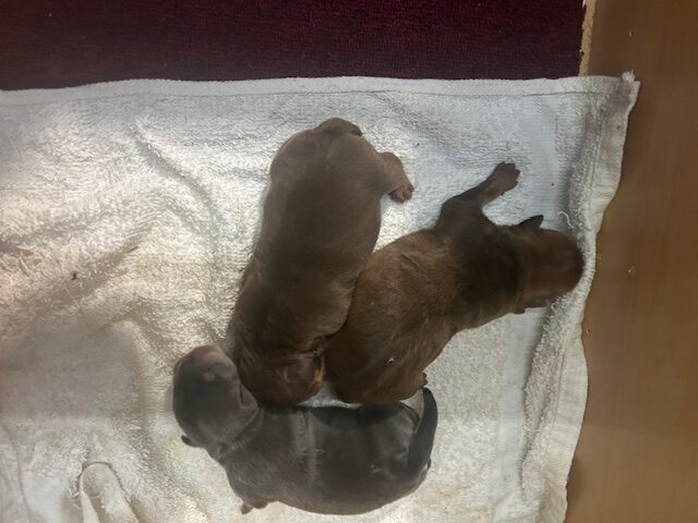 🏆 The Icon × Mia Litter Has Arrived!- Born November 11th 2025