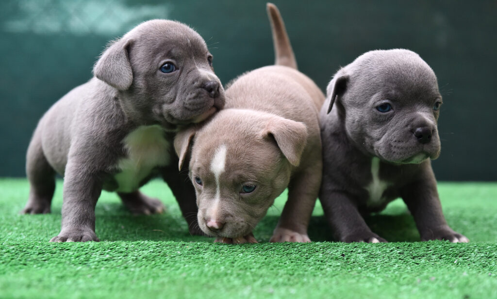 Three Micro American Bully puppies on green turf, bred by Capcity Bullys for Virginia families.