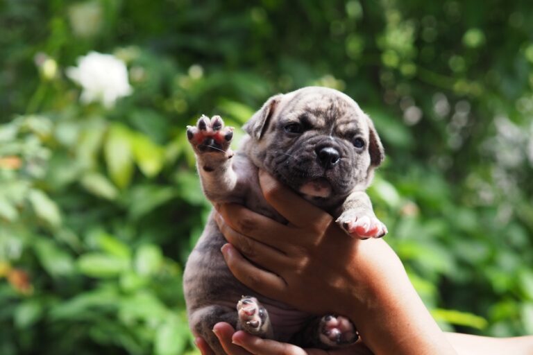 American Bully puppy being held securely with hands, showing confident posture and healthy structure