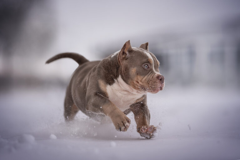 American Bully running through snow during winter exercise, showing proper cold weather care and seasonal conditioning