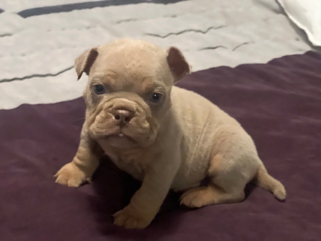 ❄️ Blu Ice Magnum — Clean Lilac Micro Male with Elite Genetics & Standout Features – $3,000.00